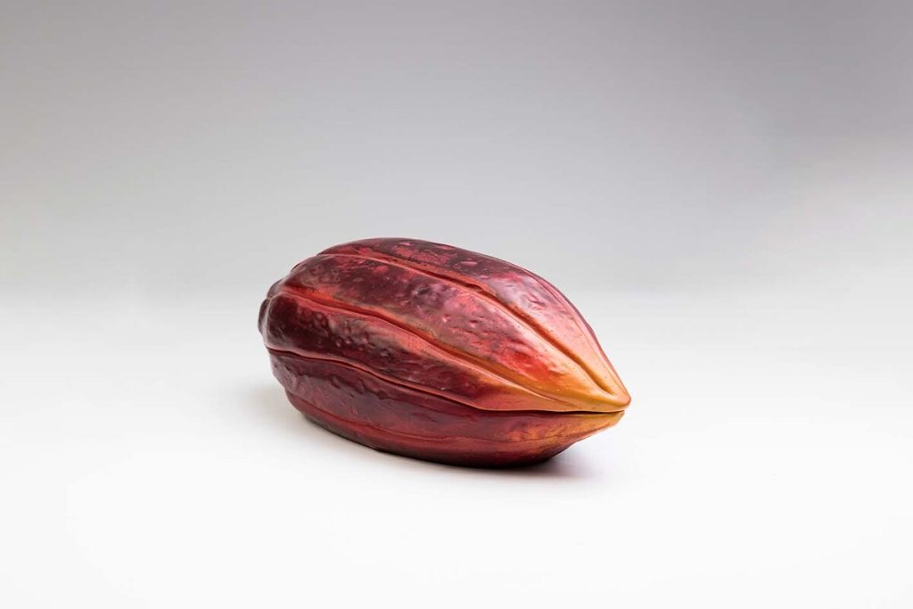 VAINA CACAO Colección 0386