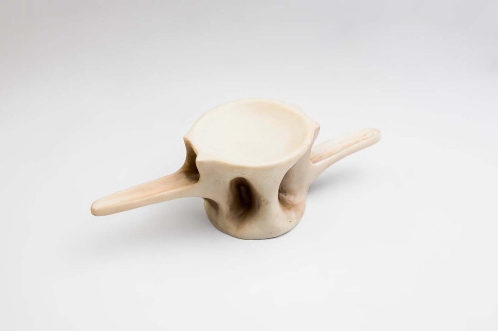 CUENCO ESPINAS BASE Colección 0329