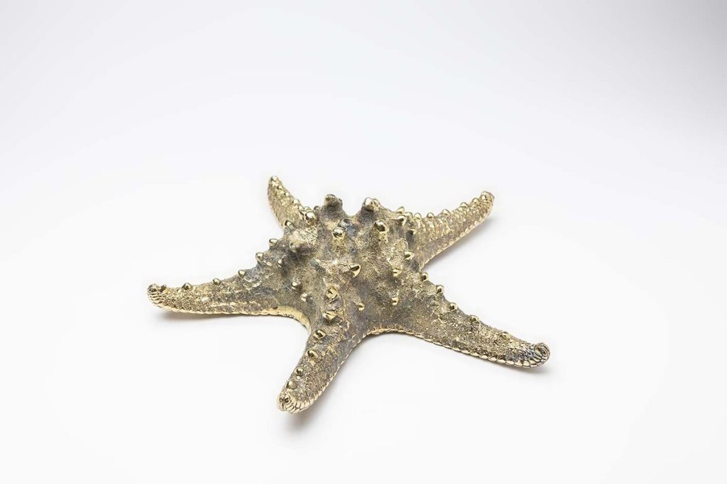 ESTRELLA DE MAR Colección 0240