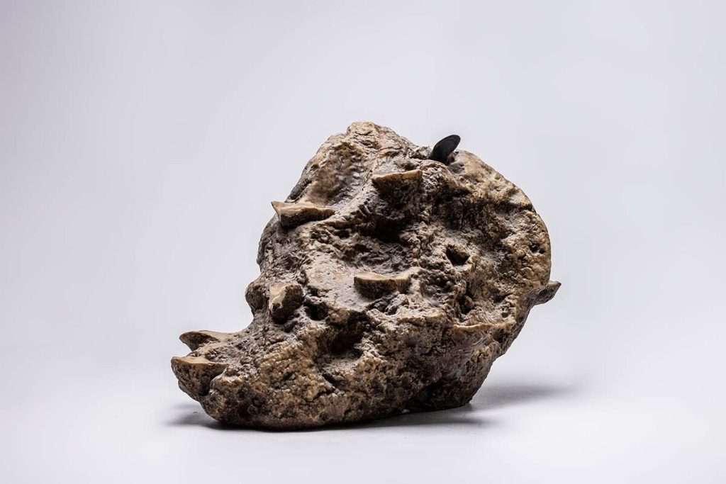 PIEDRA SOPORTE MEJILLONES Estimar, Barcelona y Madrid 0082